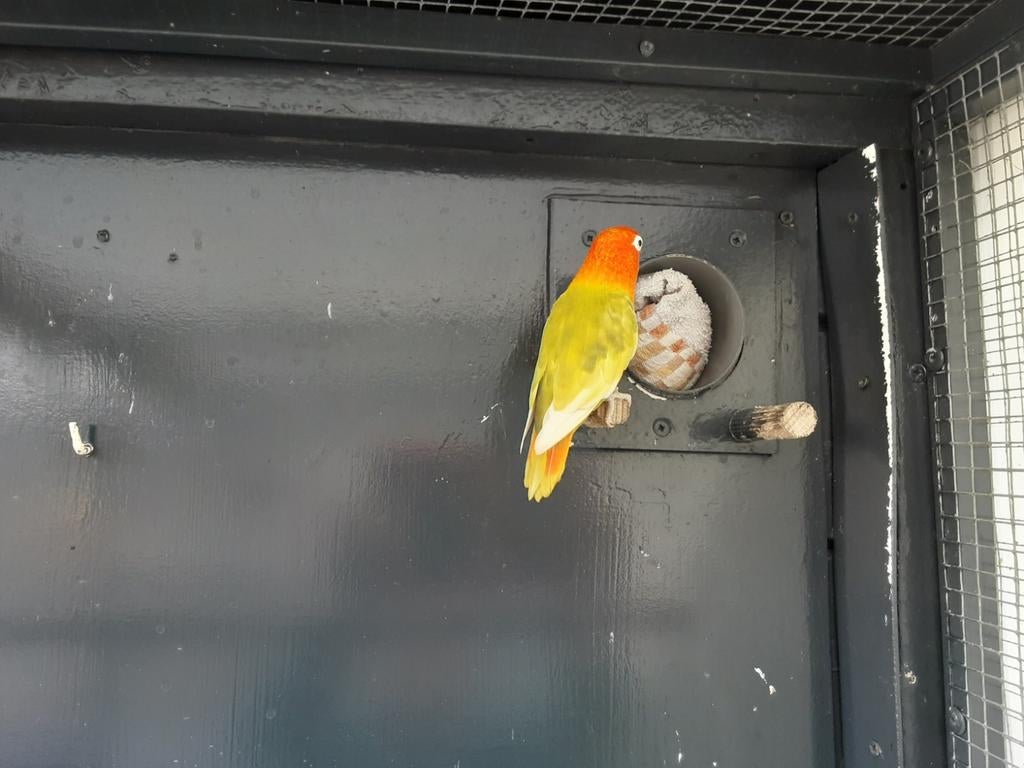 Bewezen opaline pastelgroene split lutino pop van 2024., Vrouwelijk, Dwergpapegaai of Agapornis, Geringd