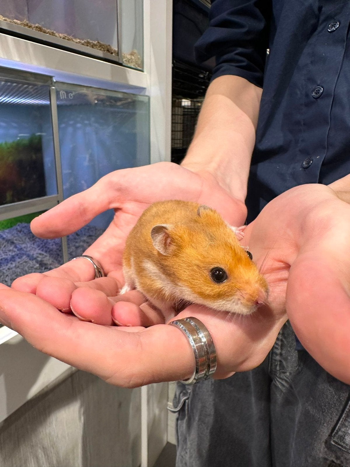 Syriche hamsters super super lief, Dieren en Toebehoren, Knaagdieren, Meerdere dieren, Mei