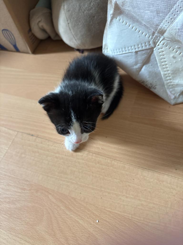 Kittens, Dieren en Toebehoren, Meerdere dieren, 0 tot 2 jaar