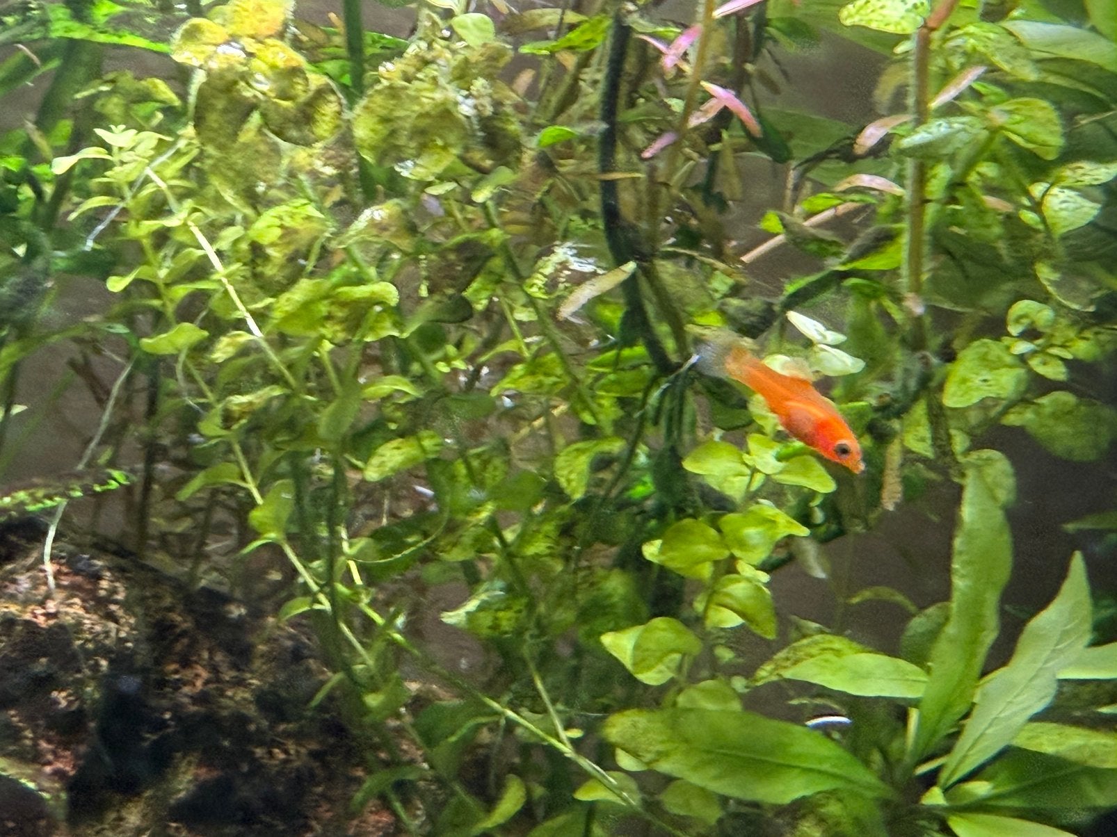 18 Jonge en 2 volwassen platys met mischien balloon molly, Dieren en Toebehoren, Vissen | Aquariumvissen, Vis
