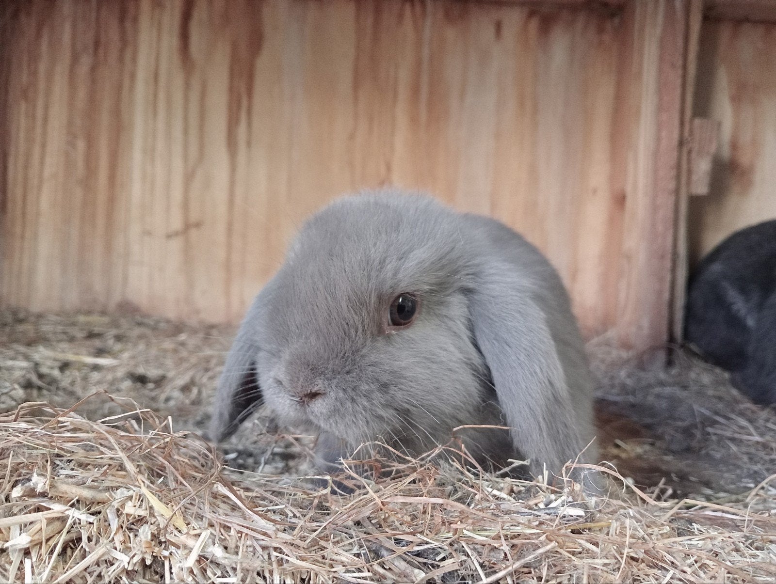 NHD x minilop, Meerdere dieren, Dwerg, Hangoor, 0 tot 2 jaar