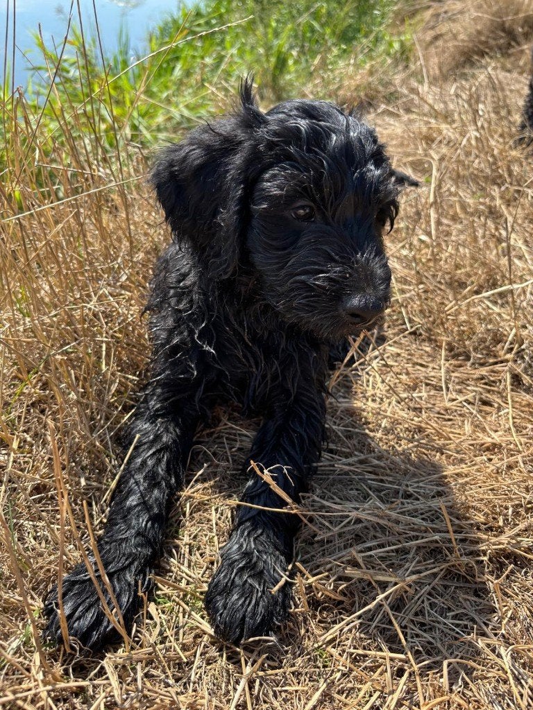 Australian Goldendoodle X labradoodle /Double Doodle 'Venco', Parvo, 8 tot 15 weken, Meerdere dieren, Eén hond