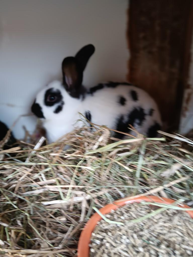 Jonge Konijntjes, Meerdere dieren, Klein, 0 tot 2 jaar
