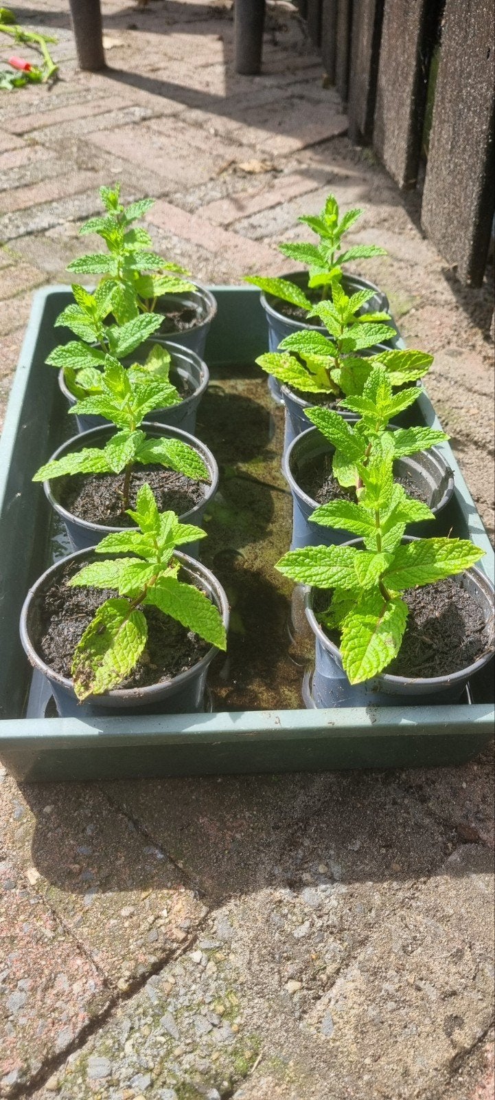 Munt, tomaat snoeptomaat en peper plantjes te ruil/koop, Ophalen of Verzenden