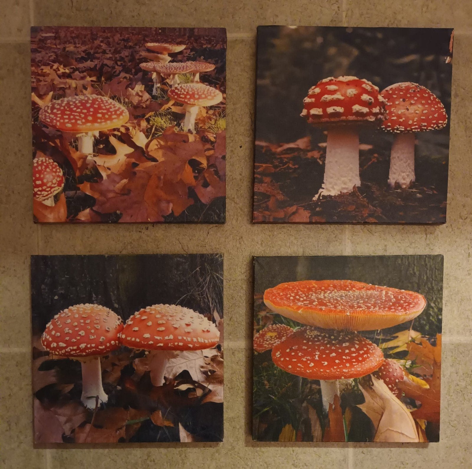 Set van 4 paddenstoel canvas schilderijen 20x20 cm, Minder dan 50 cm, Gebruikt, Verzenden, Schilderij
