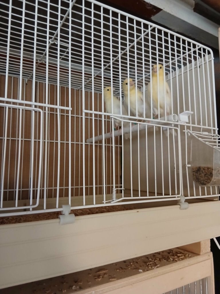 Te koop jonge kanarie,s, Meerdere dieren, Kleurkanarie