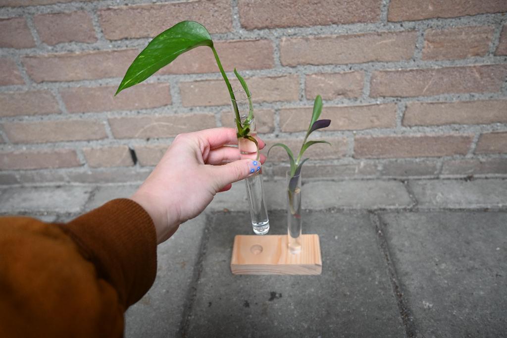 Stekbox cadeau: stekjeshouder reageerbuisjes + 2 stekjes, Ophalen of Verzenden, Halfschaduw, Minder dan 100 cm