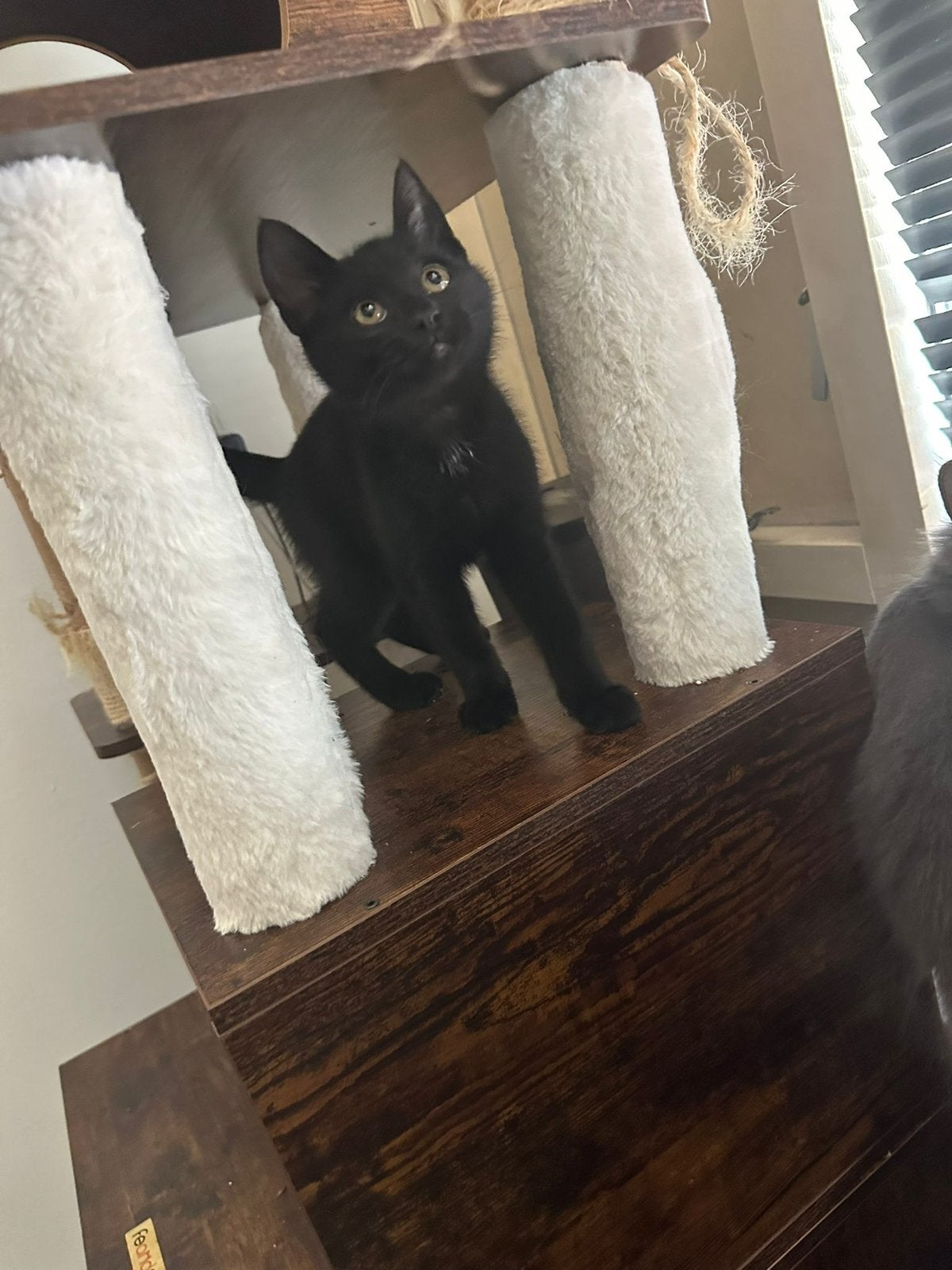 Kittens, Dieren en Toebehoren, Katten en Kittens | Overige Katten, Kater