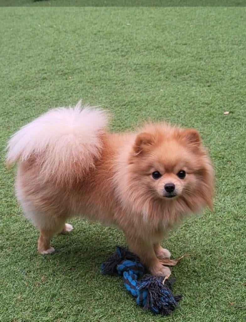 Pomeriaan pups, Dieren en Toebehoren, Honden | Chihuahua's en Gezelschapshonden, 1 tot 2 jaar, Parvo, Eén hond, Nederland