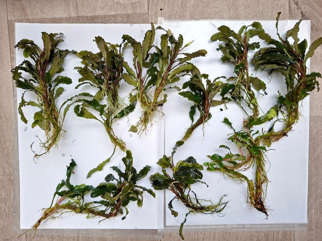 Bucephalandra  donkere aquariumplant, ook voor nano, Dieren en Toebehoren, Ophalen of Verzenden, Zo goed als nieuw, Plant(en), Steen of Hout