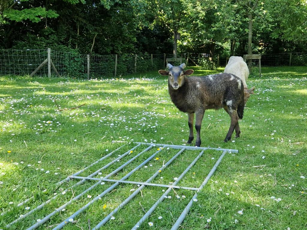 Drents Heideschaap rammetje, Dieren en Toebehoren, Schapen, Geiten en Varkens, Mannelijk, Schaap