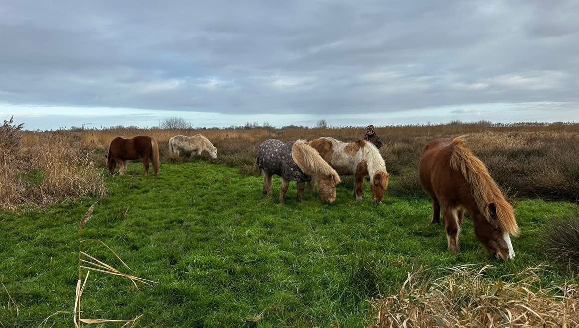 Stalling IJslander(s) beschikbaar!, Dieren en Toebehoren, Stalling