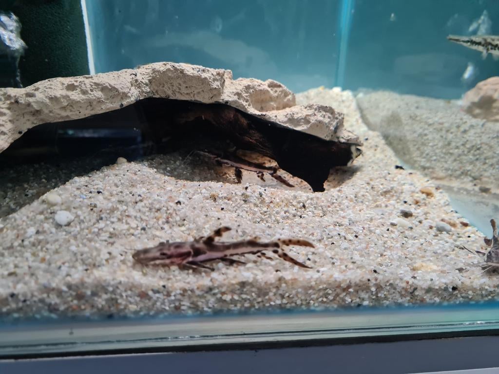 Tijgerspatelbekmeerval, Pseudoplatystoma Fasciatum, Dieren en Toebehoren, Vissen | Aquariumvissen, Vis, Zoetwatervis