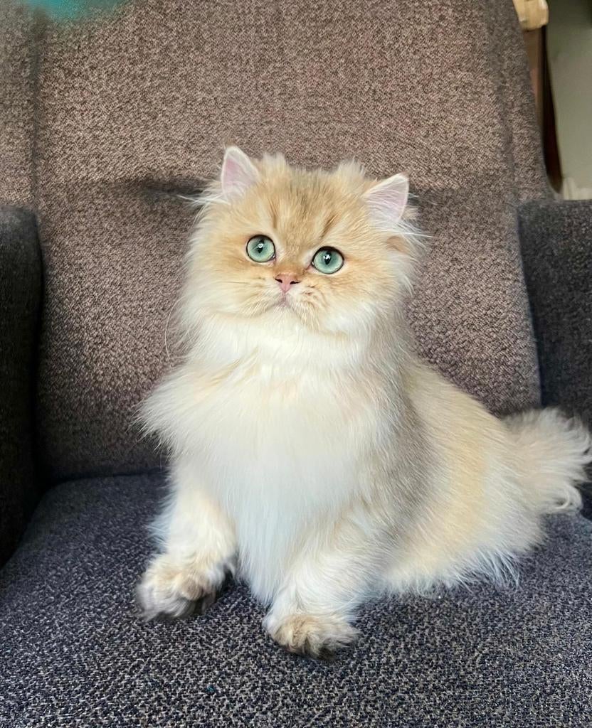 Britse langhaar, Kater, Met stamboom, 0 tot 2 jaar