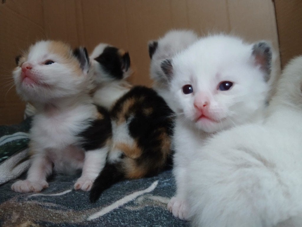 ragdoll kruising kittens, Meerdere dieren, Ontwormd, 0 tot 2 jaar