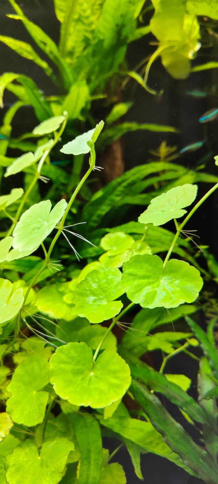 Diverse aquarium planten stekjes, Dieren en Toebehoren, Ophalen of Verzenden, Plant(en), Steen of Hout
