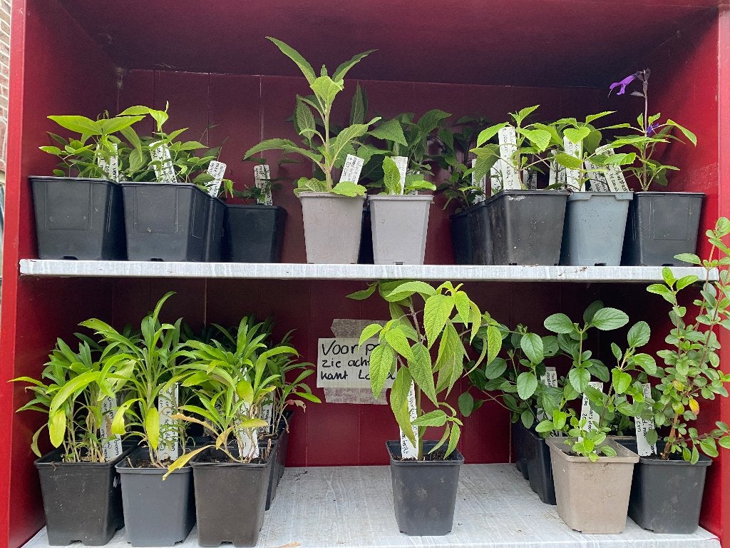 Plantjes, Volle zon, Eenjarig, Zomer, Ophalen