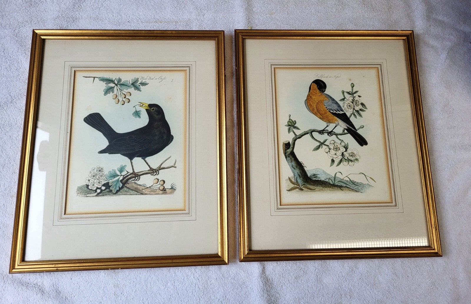 James Bolton 2 ingelijste handgekleurde etsen vogels vintage, Antiek en Kunst, Ophalen, 33 cm, Ets, Handgekleurd