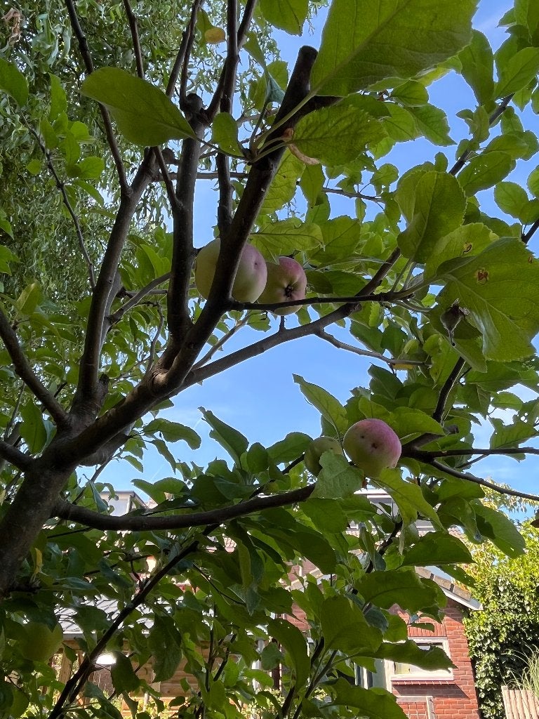 Gratis appelboom, Tuin en Terras, Planten | Fruitbomen, Ophalen, 250 tot 400 cm, Appelboom, Lente