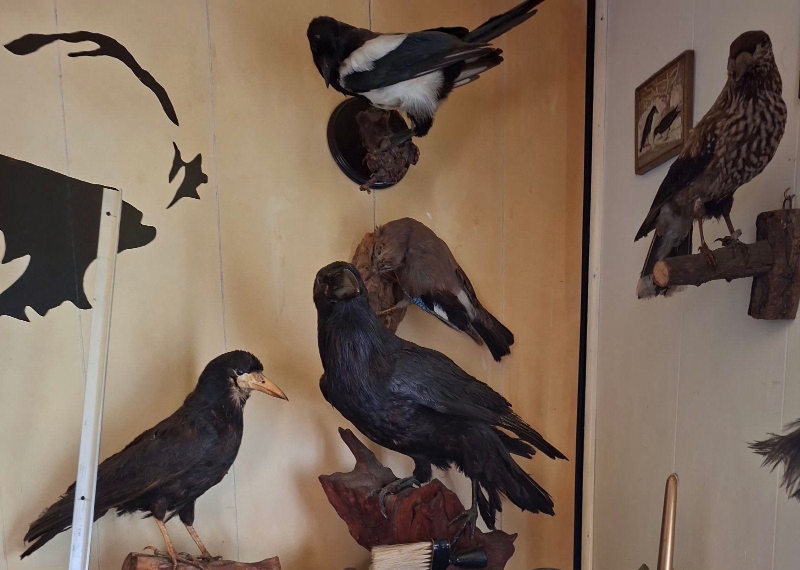 Opgezette kraaien en andere vogels - Unieke collectie, Ophalen of Verzenden
