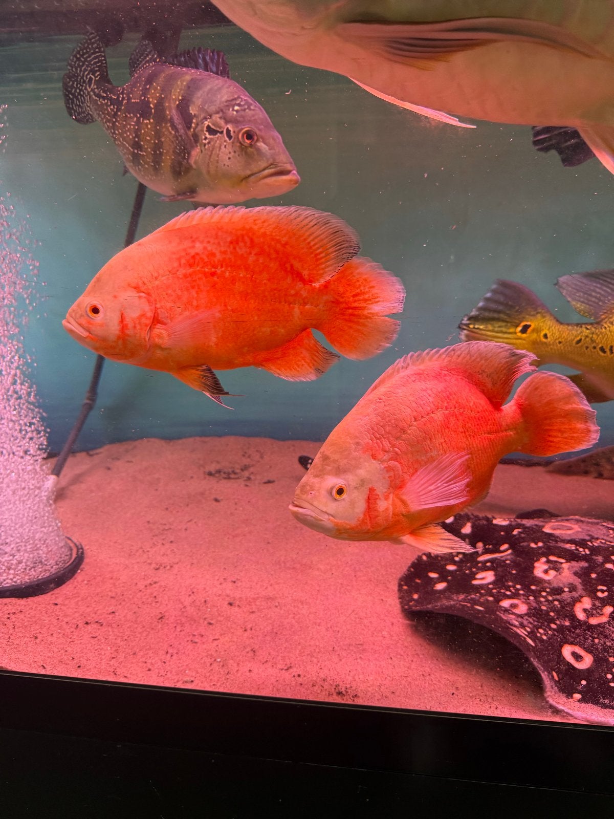 rode/albino Oscar., Kreeft, Krab of Garnaal
