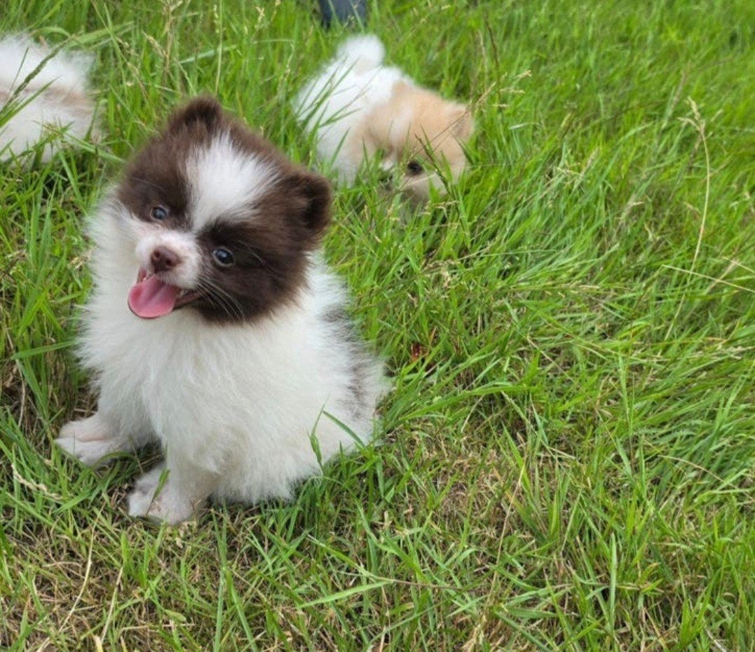 Supermooie Pomeriaan pups, 15 weken tot 1 jaar, Overige rassen, Meerdere, Meerdere dieren