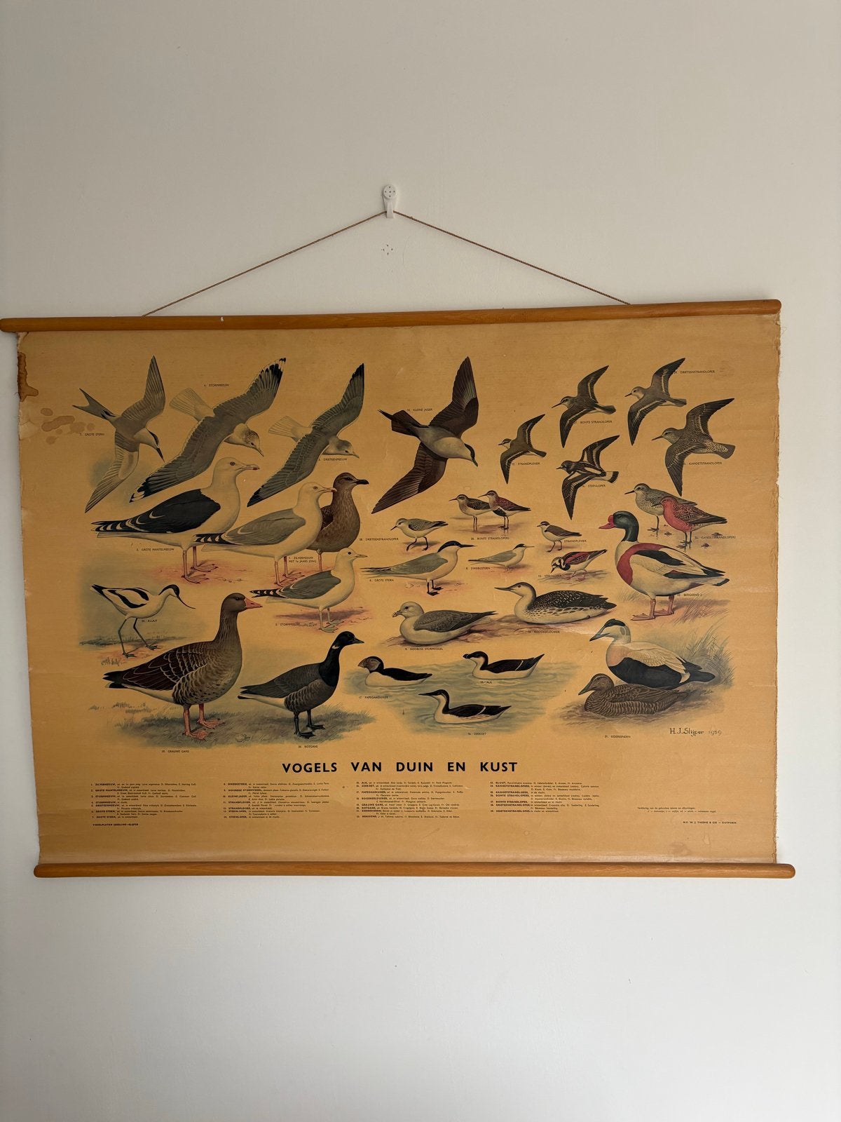 Oude schoolposter 'Vogels van Duin en Kust' uit 1959, Ophalen, Natuur en Biologie