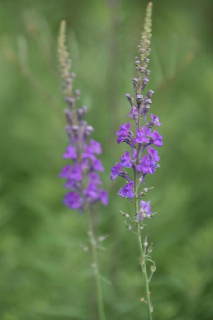 Plantenpakket: 8 vaste planten voor €10,- (Goed geworteld!), Ophalen, Vaste plant, Overige soorten, Volle zon