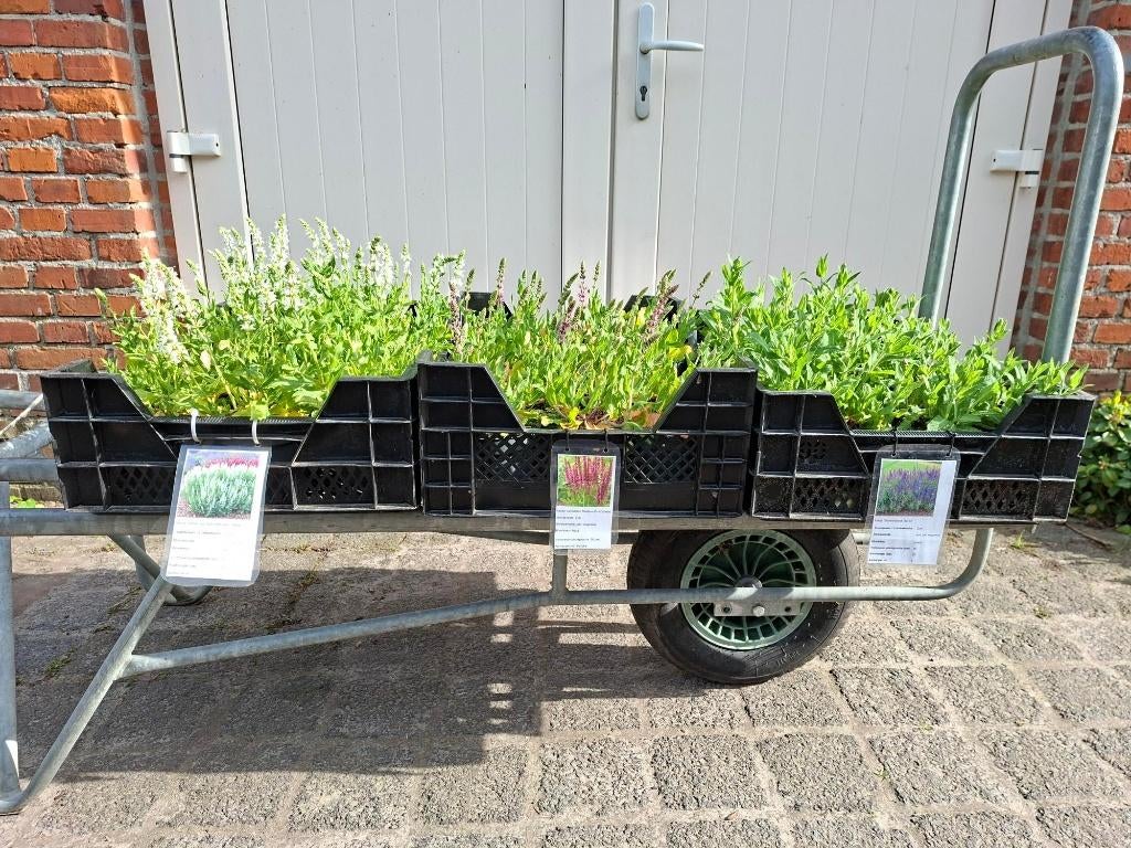 Mooie soorten Salvia nemorosa (Salie) in pot!, Ophalen, Overige soorten, Volle zon