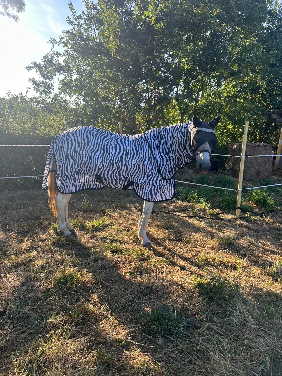Nieuwe vliegendeken met hals zebra 175, Dieren en Toebehoren, Paarden en Pony's | Dekens en Dekjes, Meerkleurig, 0 g, Afneembare hals
