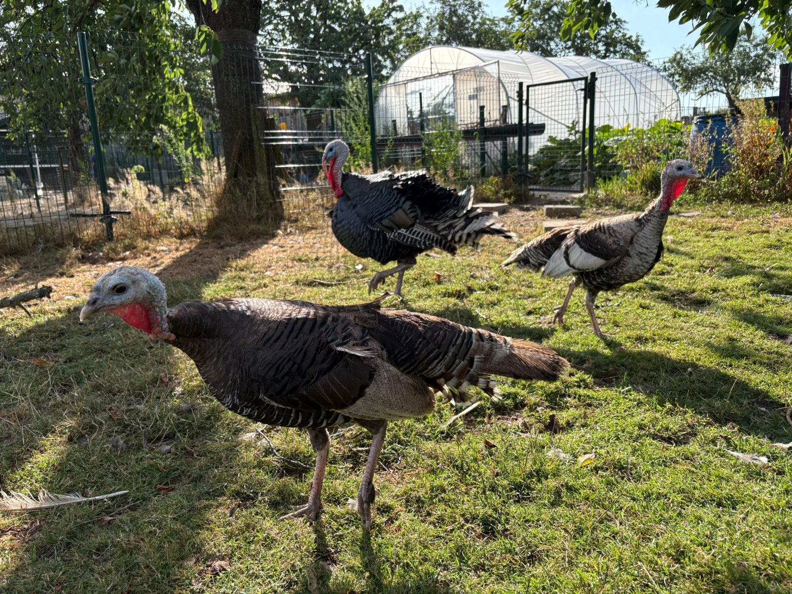 Mooie toom bronsvleugelkalkoenen, Meerdere dieren, Kalkoen