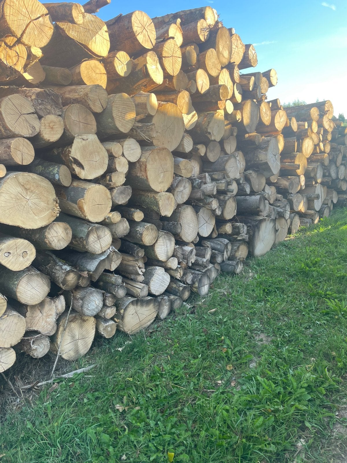 Stamhout te koop, Tuin en Terras, Minder dan 3 m³, Ophalen