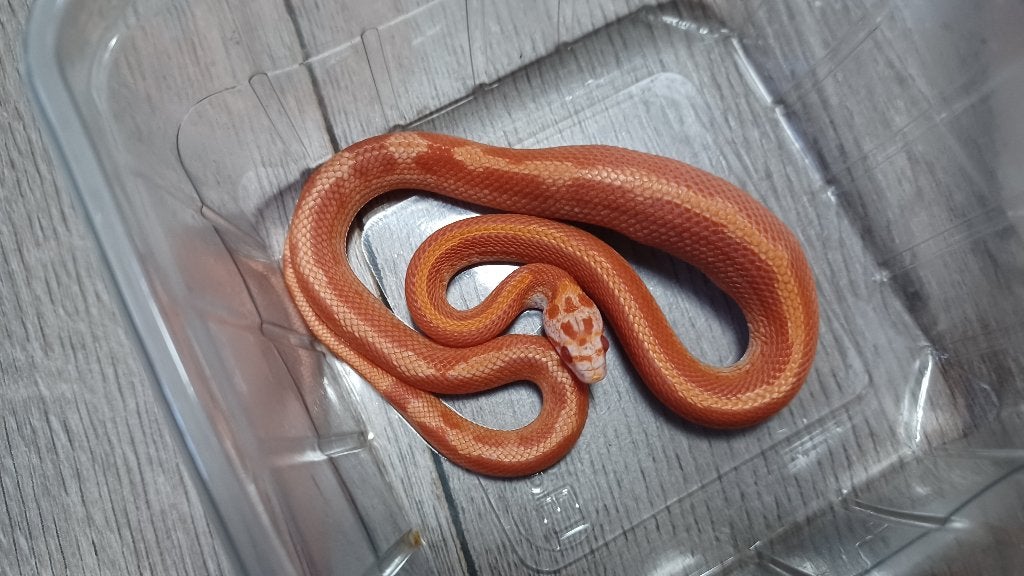Fire motley striped rattenslang