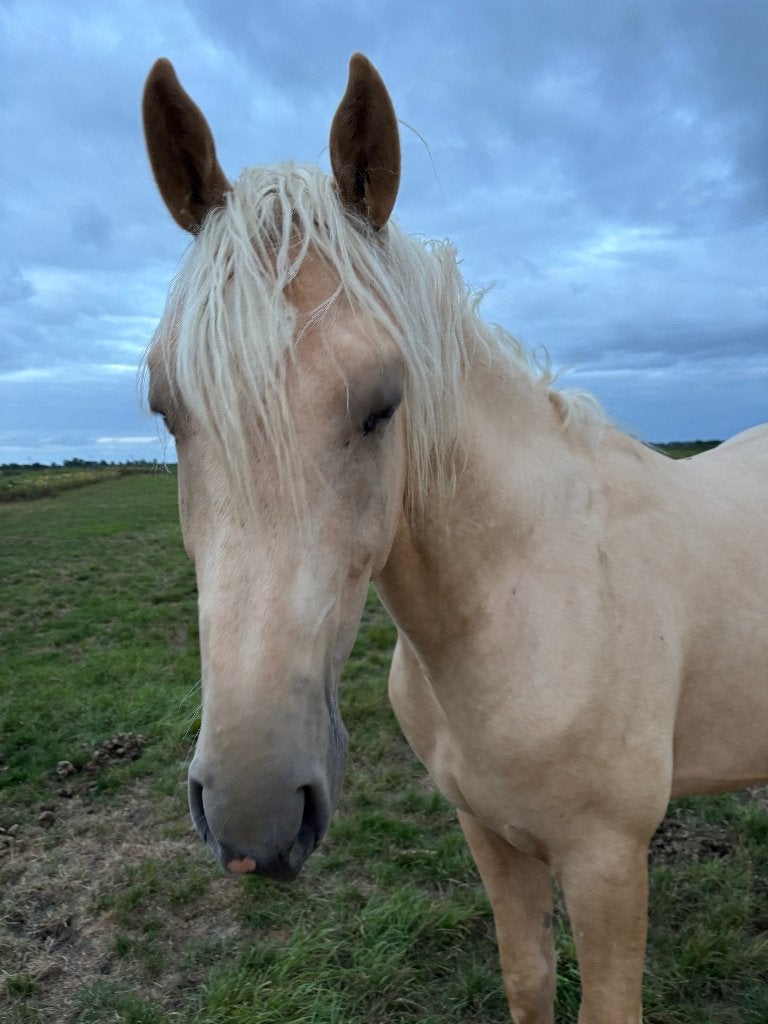2,5 jarige palomino hengst en 2,5 jarige bruine merrie KWPN, Dieren en Toebehoren, Met stamboom, Niet van toepassing, Dressuurpaard