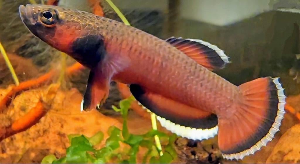 Betta albimarginata, Vis
