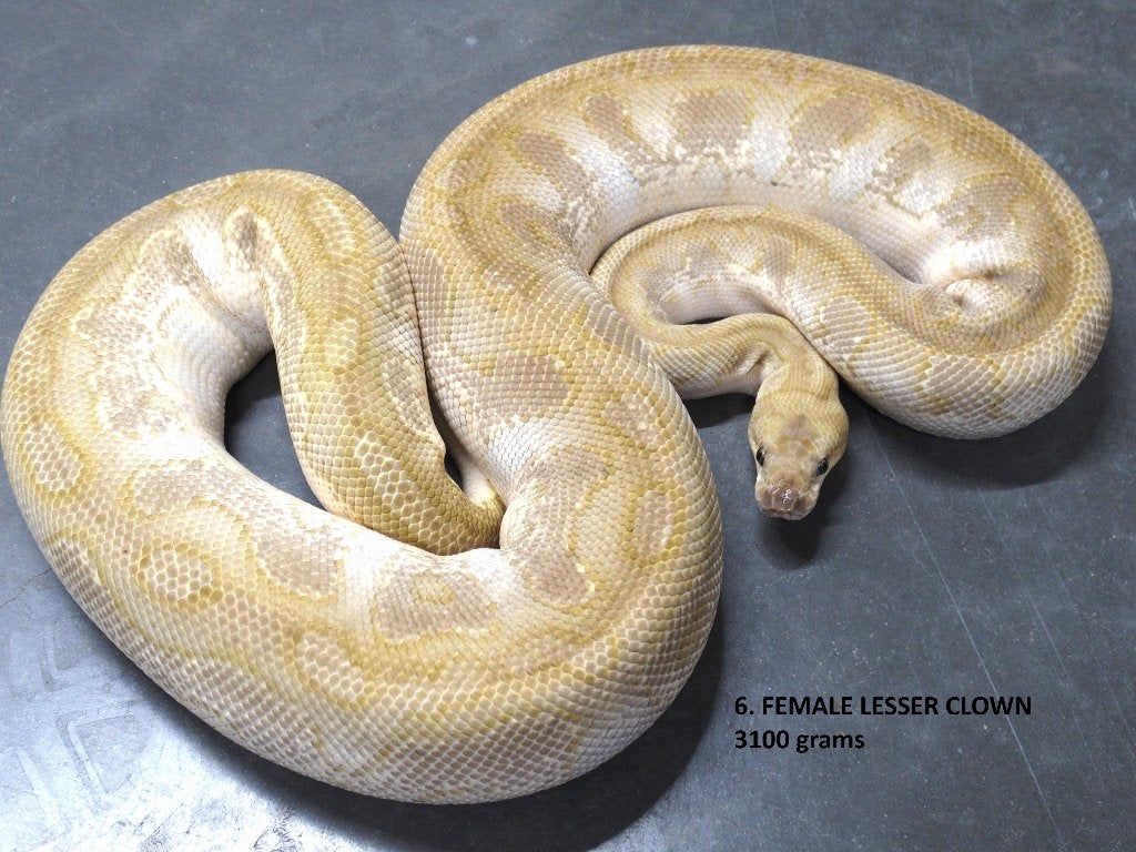 Koningspythons halwas en volwassen kweekdieren deel 1 Ball Python photo 6