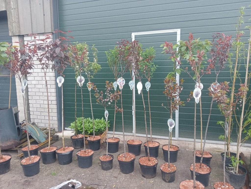 Kleine fruitbomen in pot, Tuin en Terras, Planten | Fruitbomen, Ophalen, Overige soorten, In pot, Halfschaduw