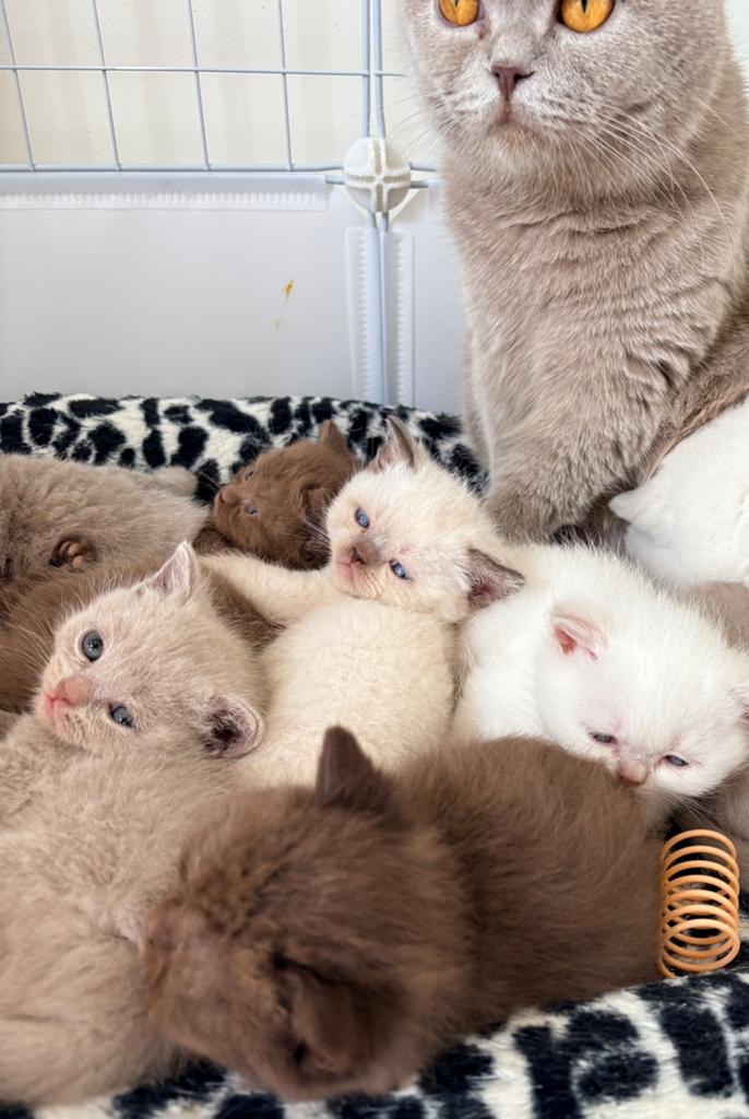 ** Chocolate/Cinnamon/Point/Lilac Britse Korthaar Kittens **, Meerdere dieren