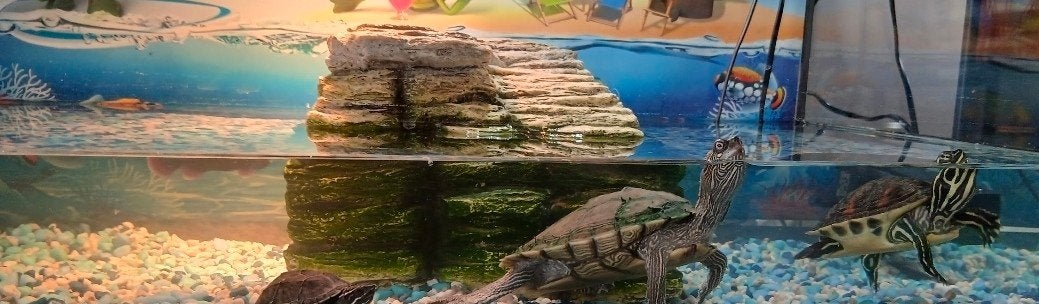 schildpadden