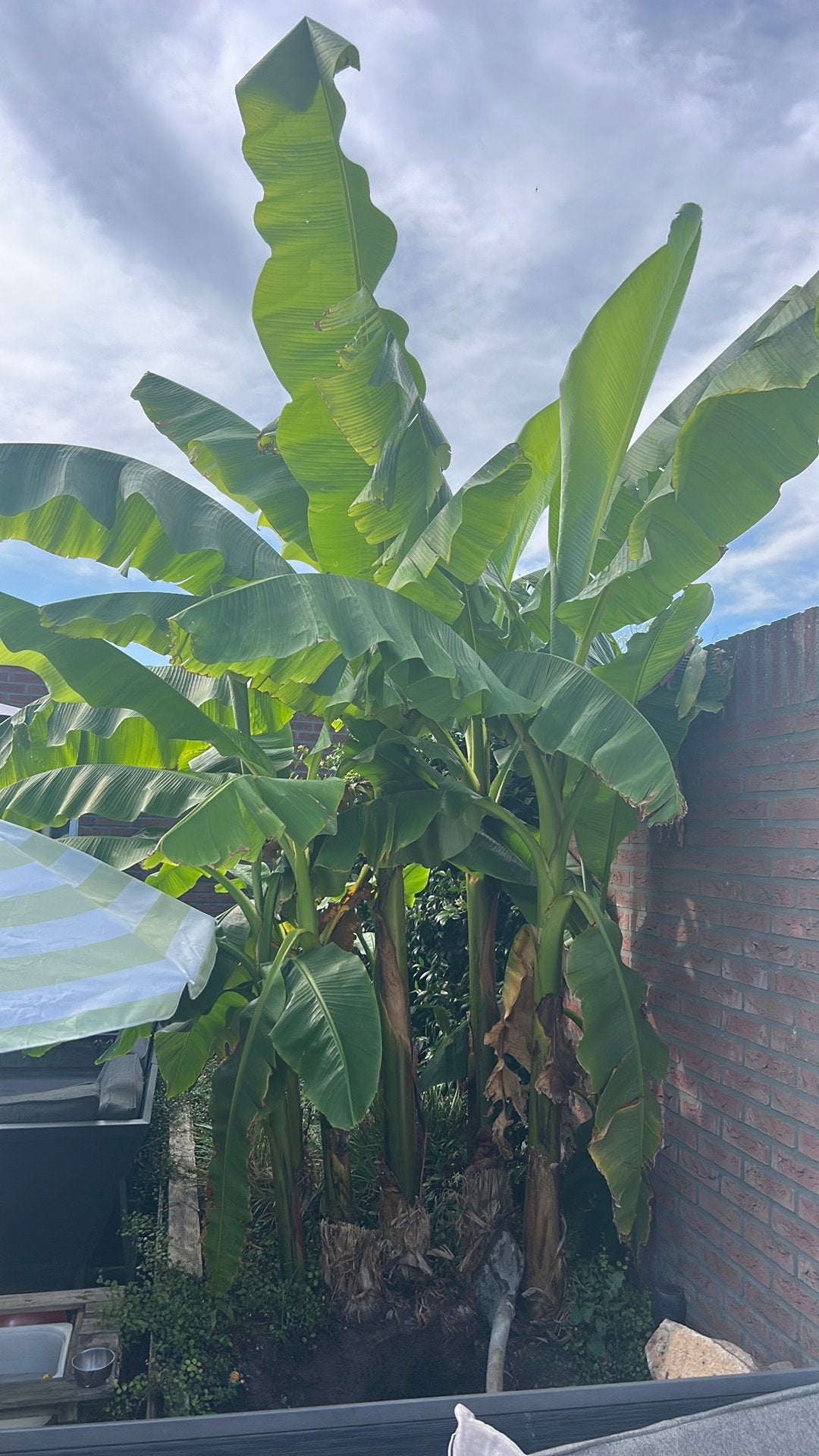 Bananenbomen, Overige soorten, 100 tot 250 cm, Zomer, Ophalen