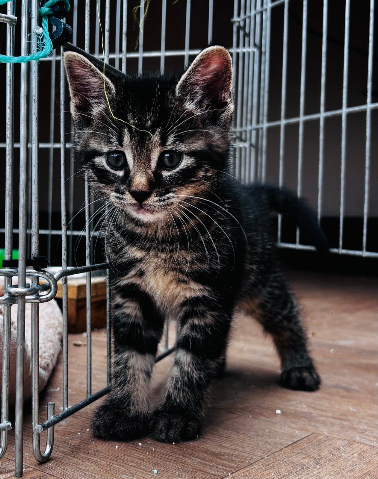 Kittens, Dieren en Toebehoren, Meerdere dieren