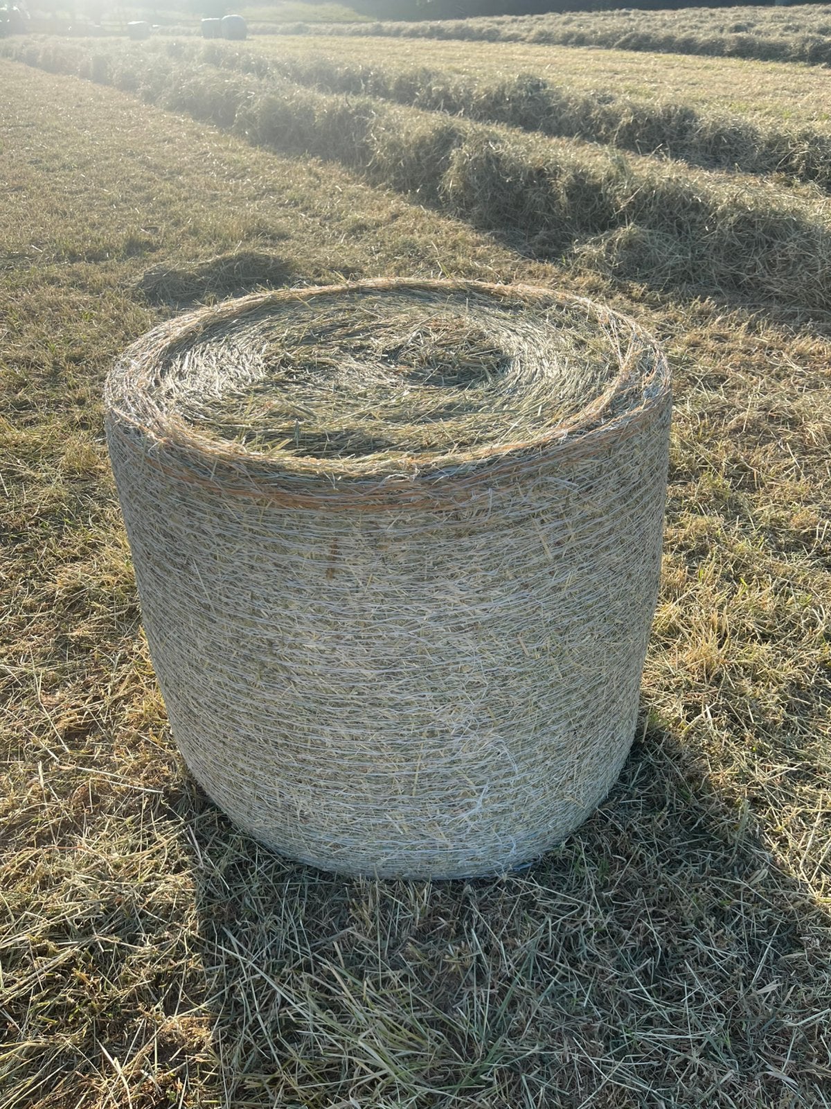 Midi balen droog lang hooi gewikkeld, Dieren en Toebehoren, Ophalen, Vee