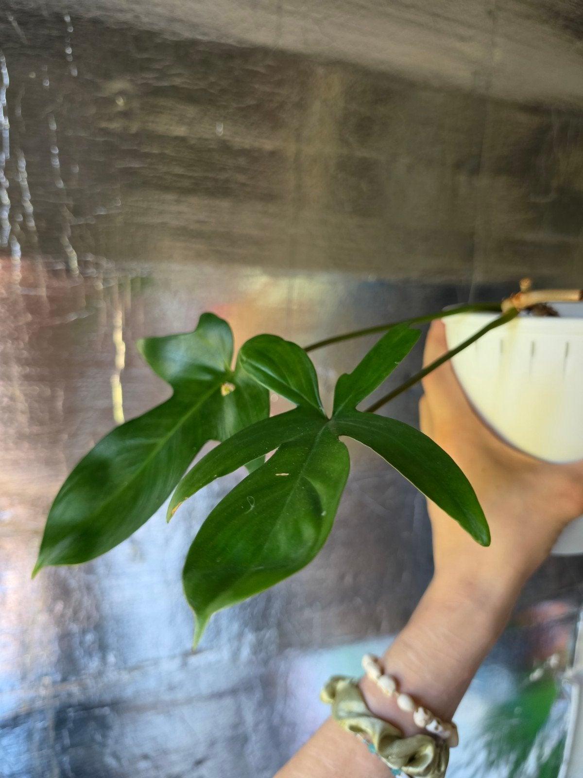 Philodendron Florida Green, Ophalen of Verzenden, Halfschaduw, Minder dan 100 cm