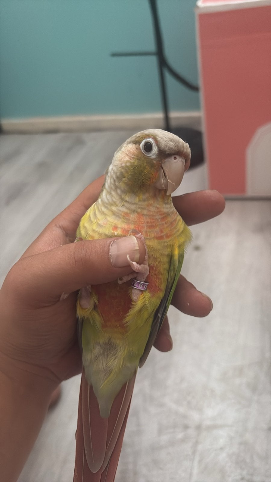Baby & Angel (Ter adoptie), Meerdere dieren, Tropenvogel, Geringd