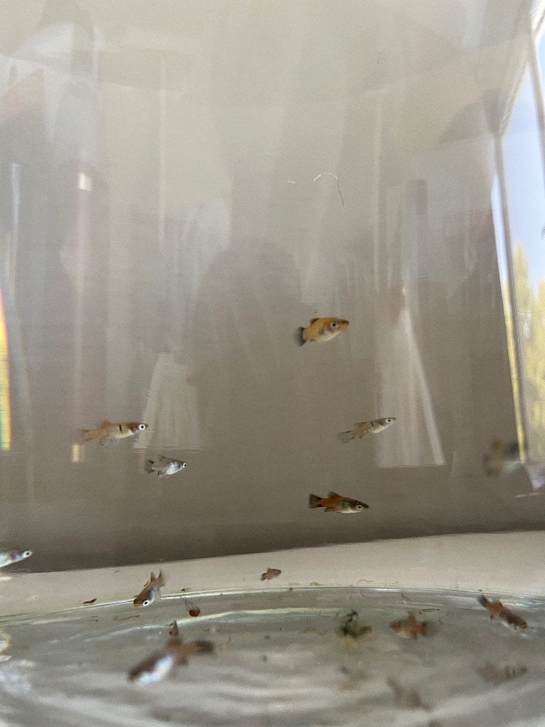 Platy’s eigen kweek, Dieren en Toebehoren, Vis, Zoetwatervis