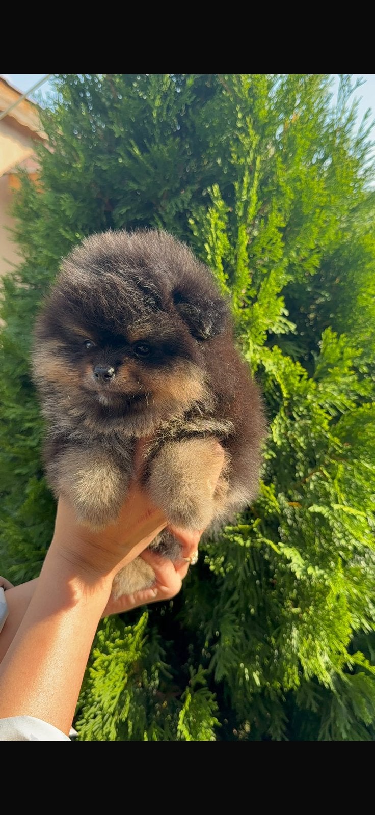 Pomeranian Bear Face (Reutje & Teefje) – Black & Tan, Dieren en Toebehoren, Keeshond, 8 tot 15 weken, Buitenland, Parvo