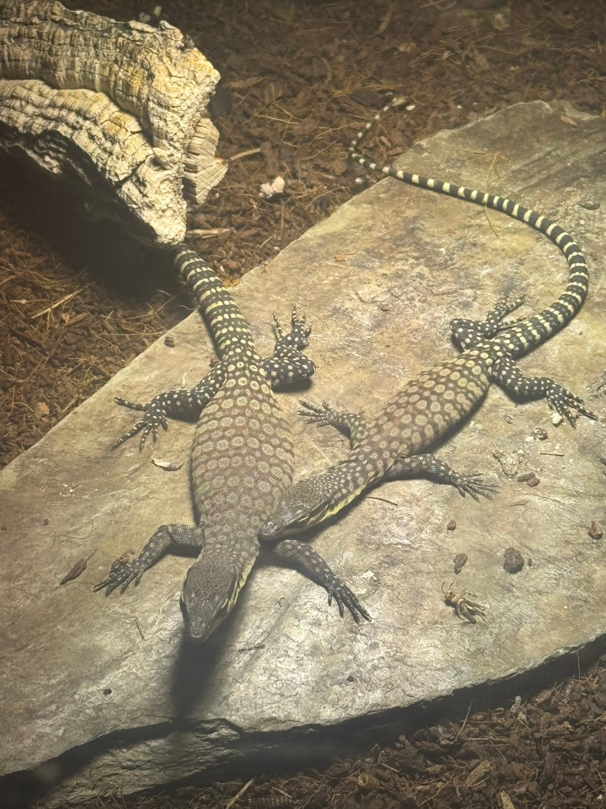 Varanus Glauerti 0.02, 0 tot 2 jaar