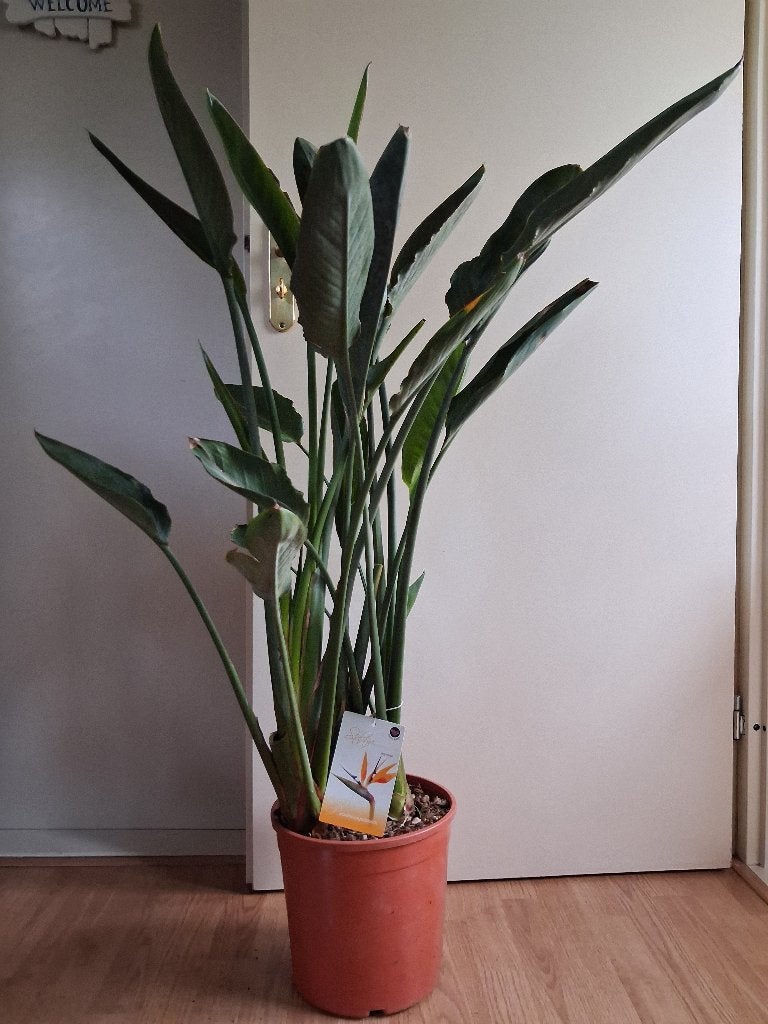 XL Strelitzia Reginae-Paradijsvogelbloem/Paradijsvogelplant, Ophalen, 100 tot 150 cm, Overige soorten, Halfschaduw