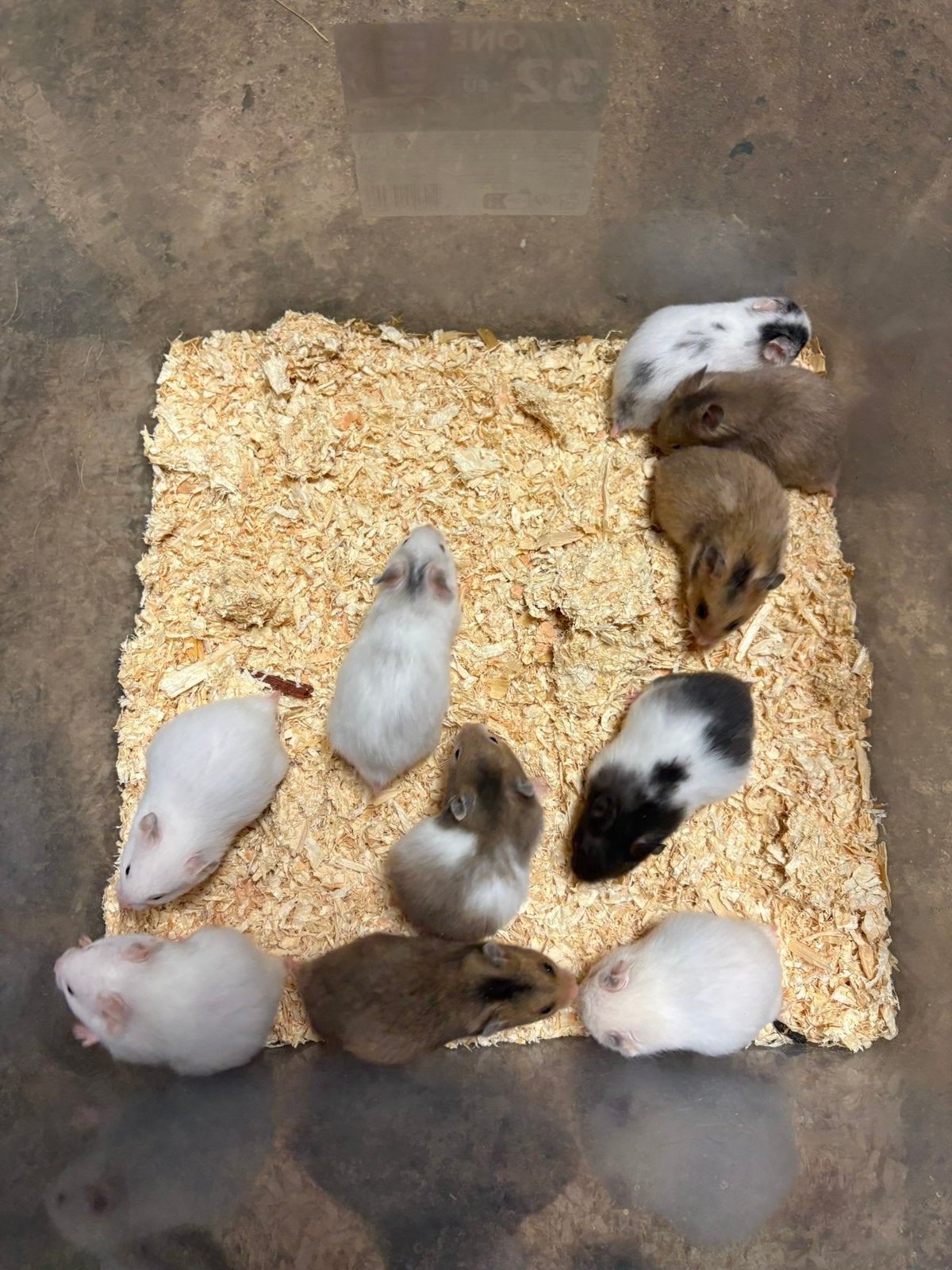 Baby goudhamsters, Dieren en Toebehoren, Augustus, Meerdere dieren, Hamster