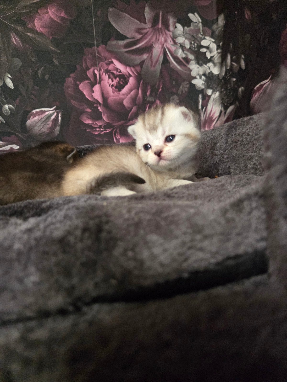 Britse korthaar kittens, Meerdere dieren, Ontwormd